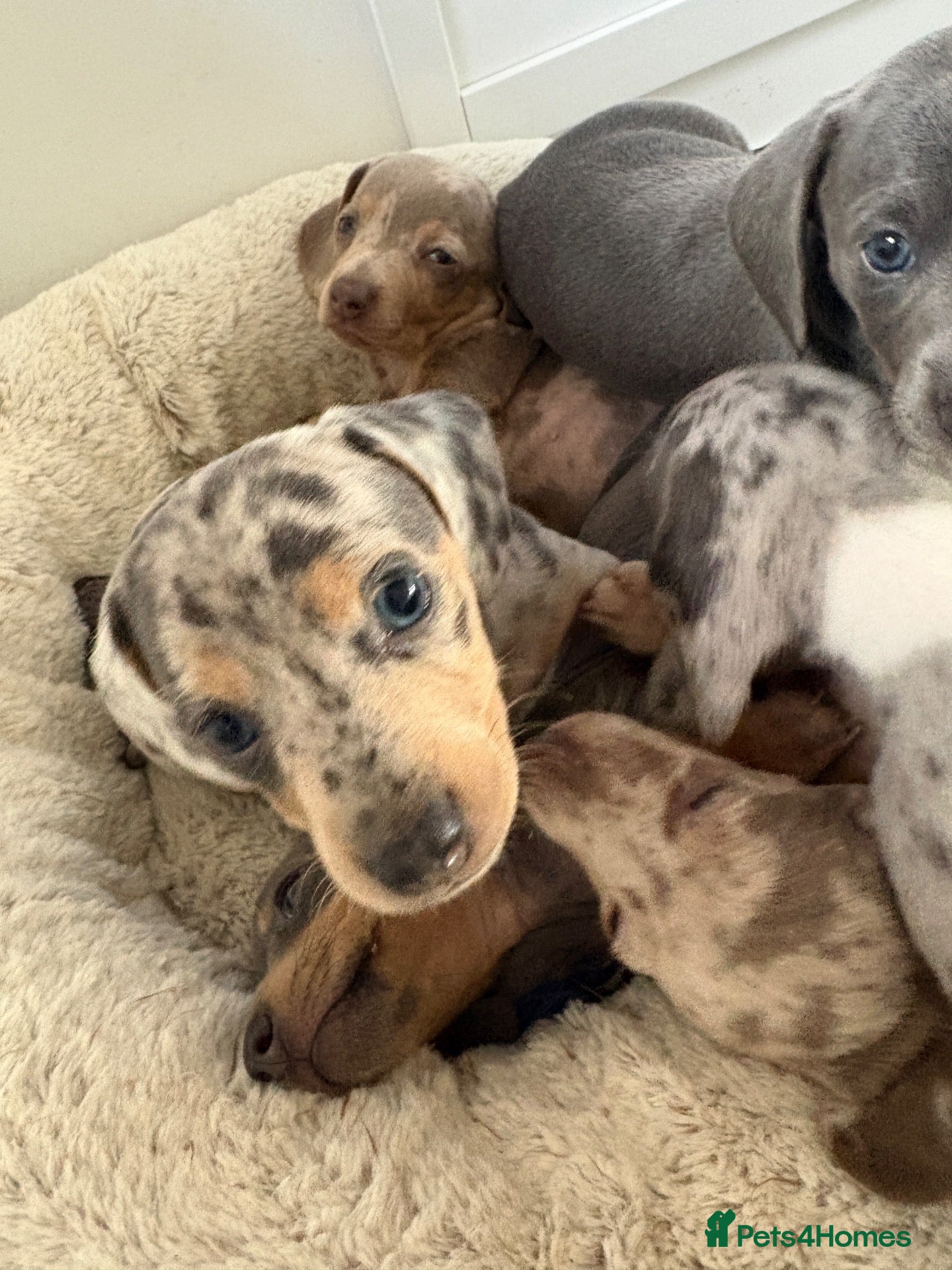 Miniature Dachshund dogs for sale: Miniature dachshund puppies 🐶  - Advert 15