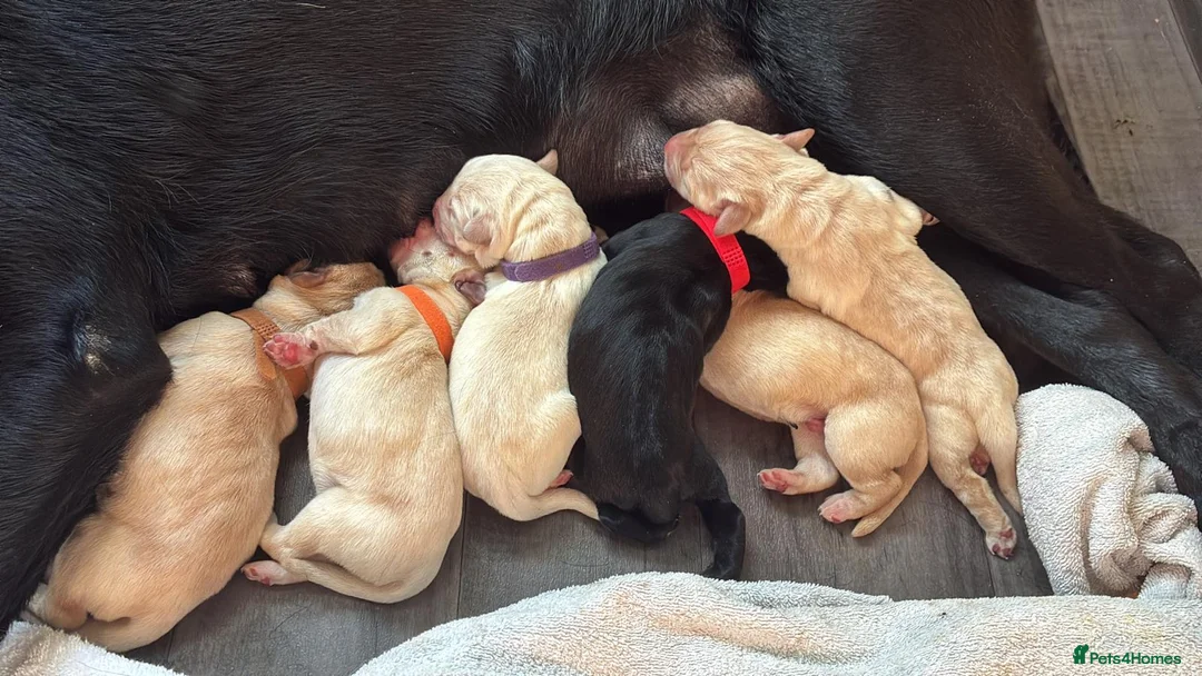 Labrador Retriever dogs for sale: 🐾 GORGEOUS LABRADOR PUPPIES – BORN 25TH SEPTEMBER - Advert 2