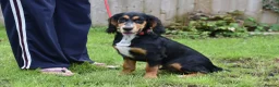 Cocker Spaniel dogs for sale: 6 Months Old Male Working Cocker KC Reg. - Advert 2