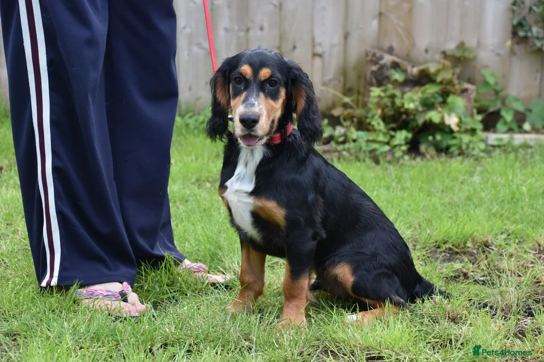 Cocker Spaniel dogs for sale: 6 Months Old Male Working Cocker KC Reg. - Advert 2