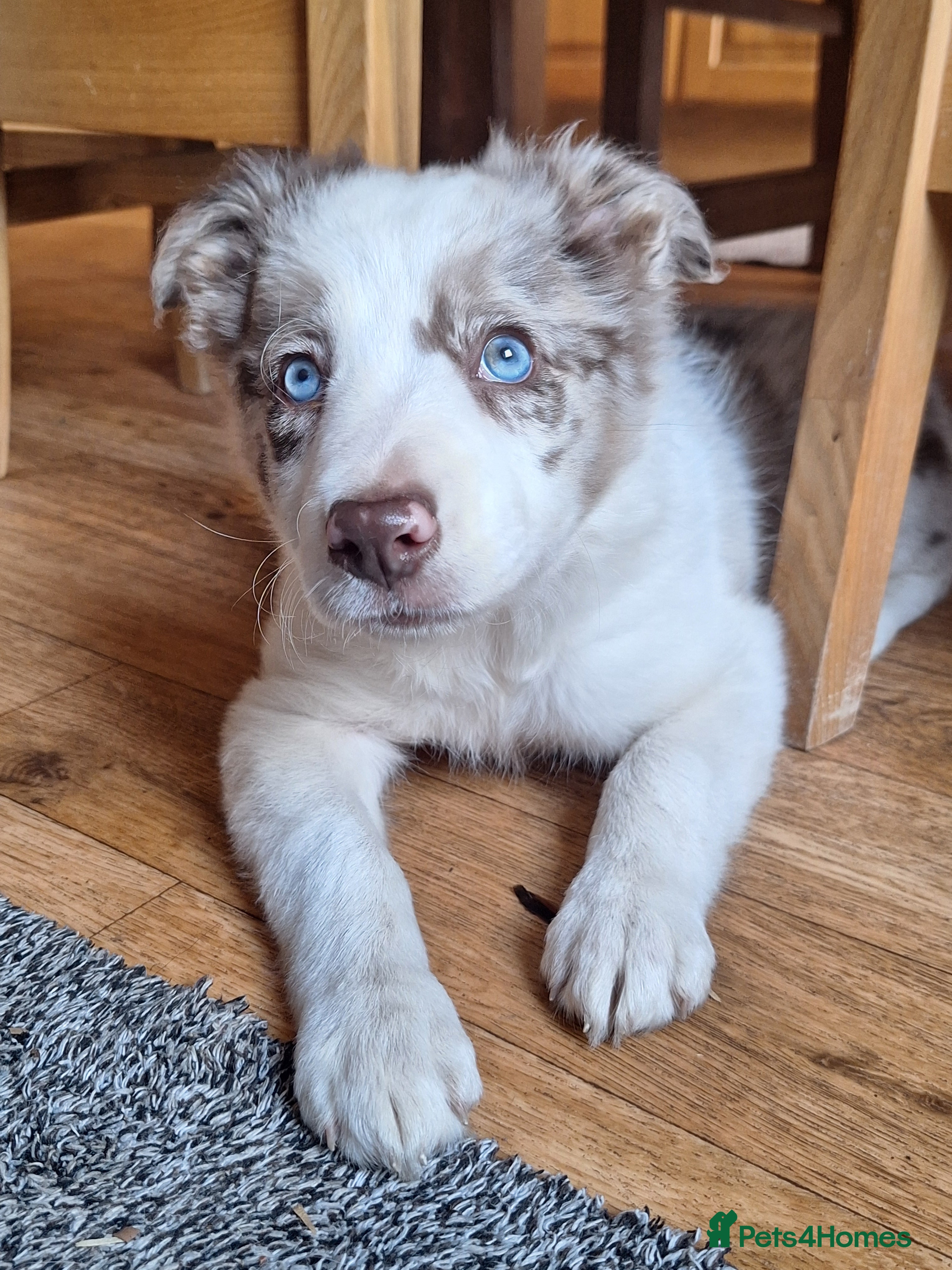 Border Collie dogs READY NOW! Beautiful fluffy Collie Pups for Sale - Advert 1