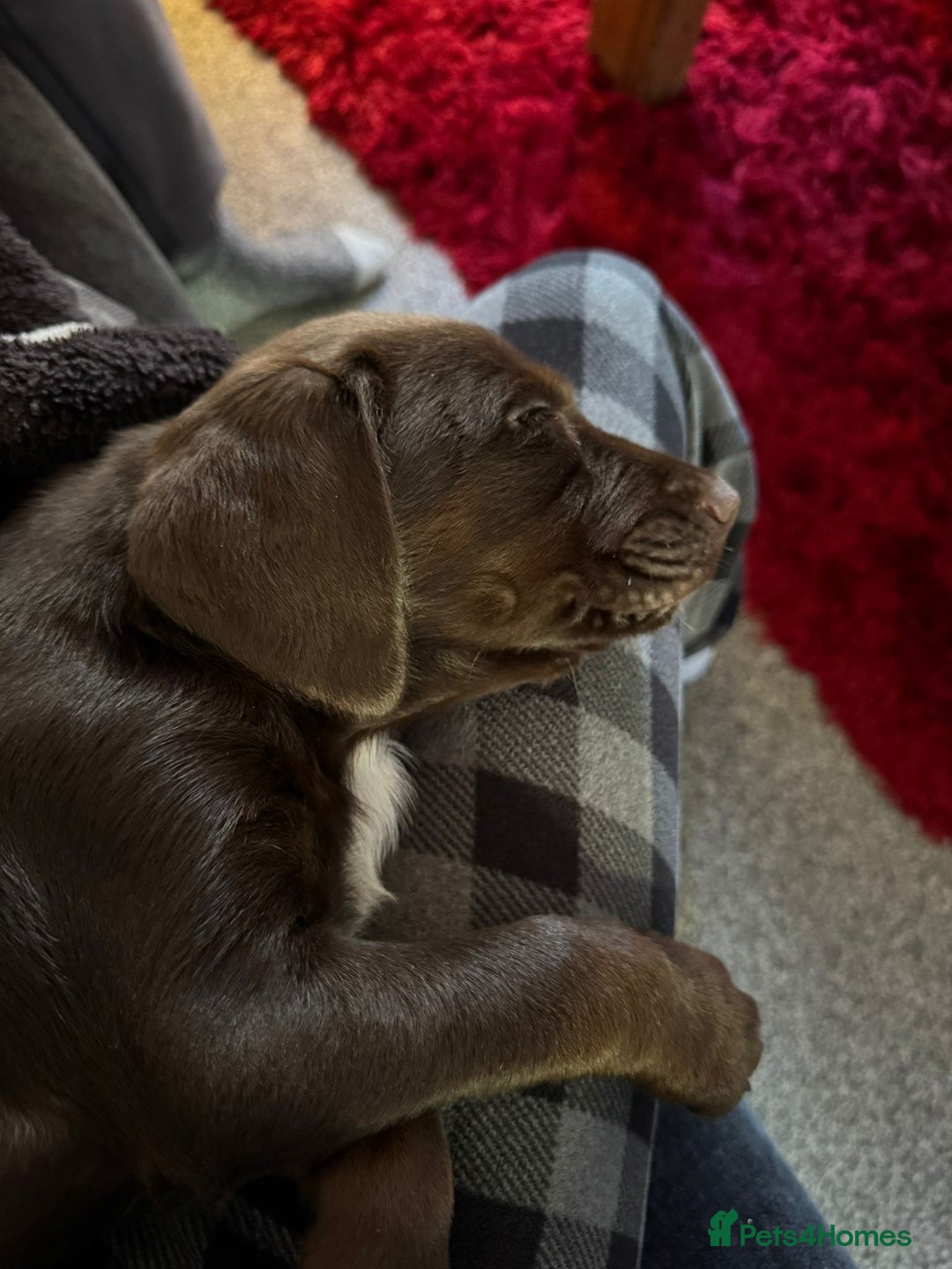 Cockerdor dogs for sale: Cockerdor puppy for sale - Advert 2