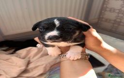 Mixed Breed dogs for sale: Mixbreed beautiful puppies  - Image 14