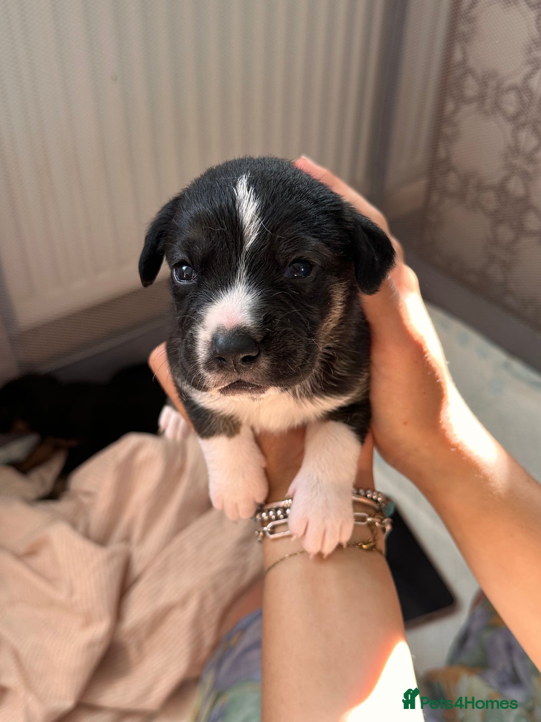 Mixed Breed dogs for sale: Mixbreed beautiful puppies  - Image 14