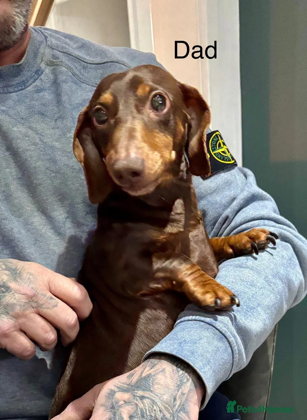 Dachshund dogs for sale: Handsome Isabella/Tan Miniature Dachshund Puppy - Advert 4