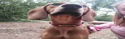 Mixed Breed dogs for adoption: Winnie Beautiful girl Looking for Forever Home  in Wirral - Advert 22