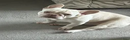 French Bulldog dogs for sale: White French bulldog male for sale  - Advert 2