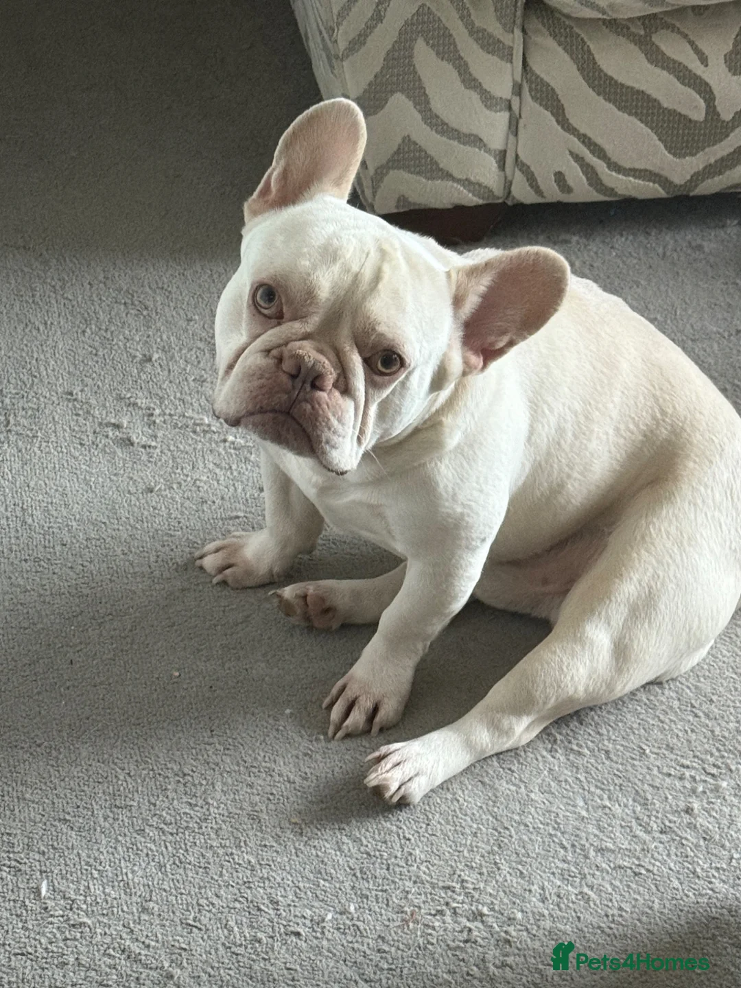 French Bulldog dogs for sale: White French bulldog male for sale  - Advert 2