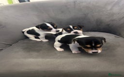 Jack Russell dogs for sale: Lovely Jack Russel puppies  - Image 2