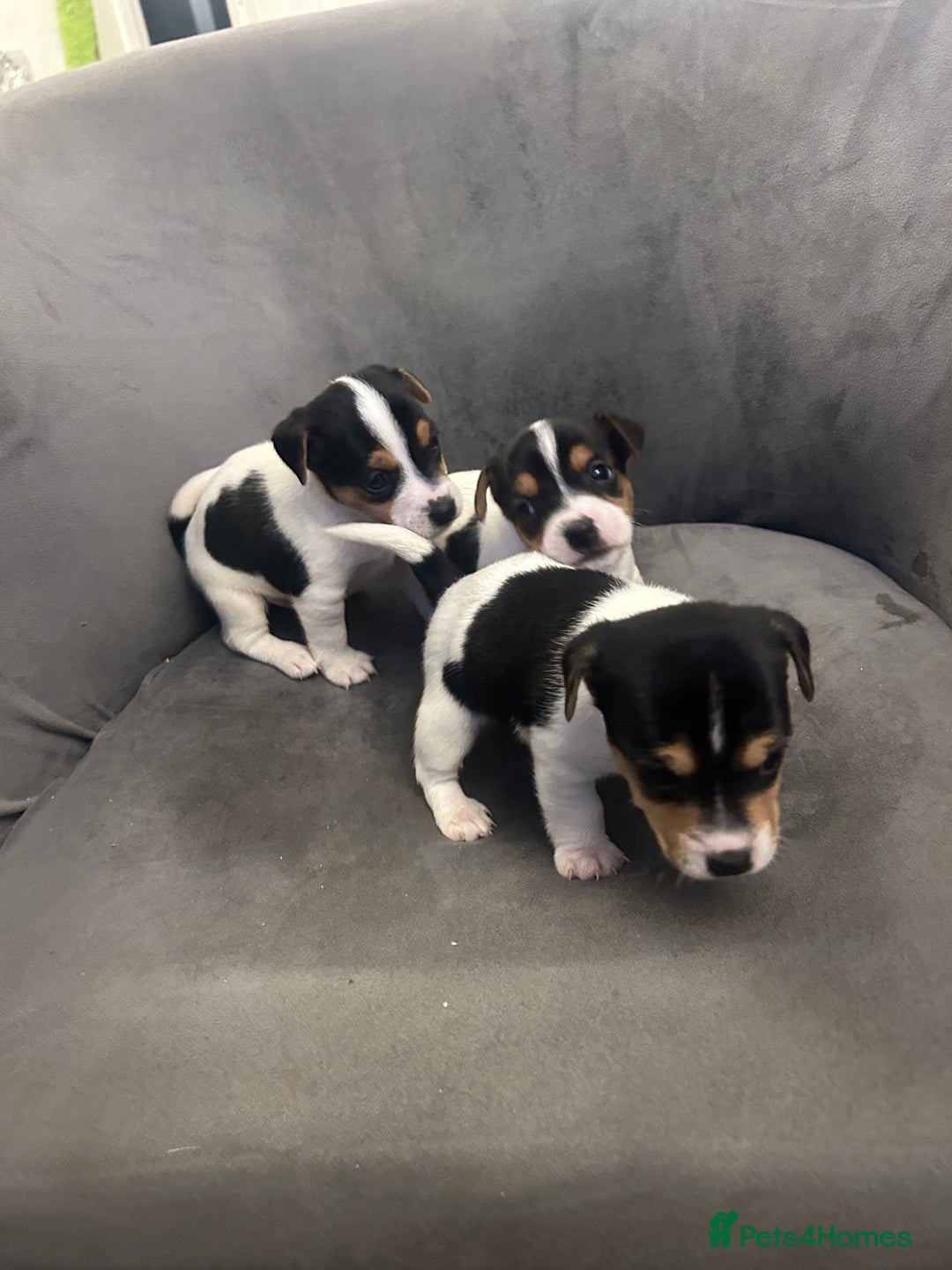 Jack Russell dogs for sale: Lovely Jack Russel puppies  - Image 2