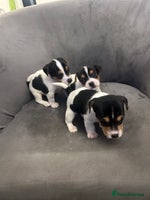 Jack Russell dogs - Advert 3