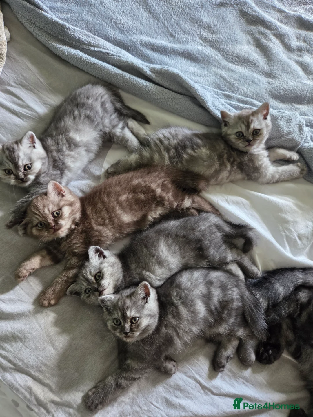 British Longhair cats for sale: Britsh long fur - Advert 2