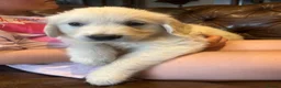 Golden Shepherd dogs for sale: golden retriever x golden shepherd puppies   - Advert 6