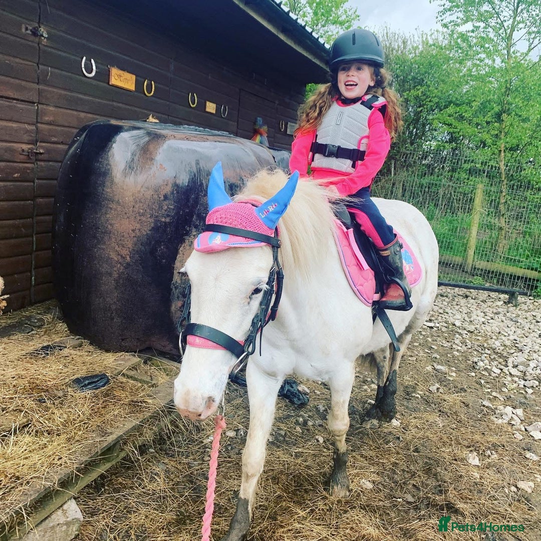Riding pony horses for sale: For Sale Kids Lead Rein Pony! Safe and Bombproof - Advert 35
