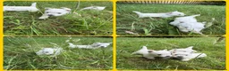 West Highland Terrier dogs for sale: KC Registered West Highand Terriers - Advert 8