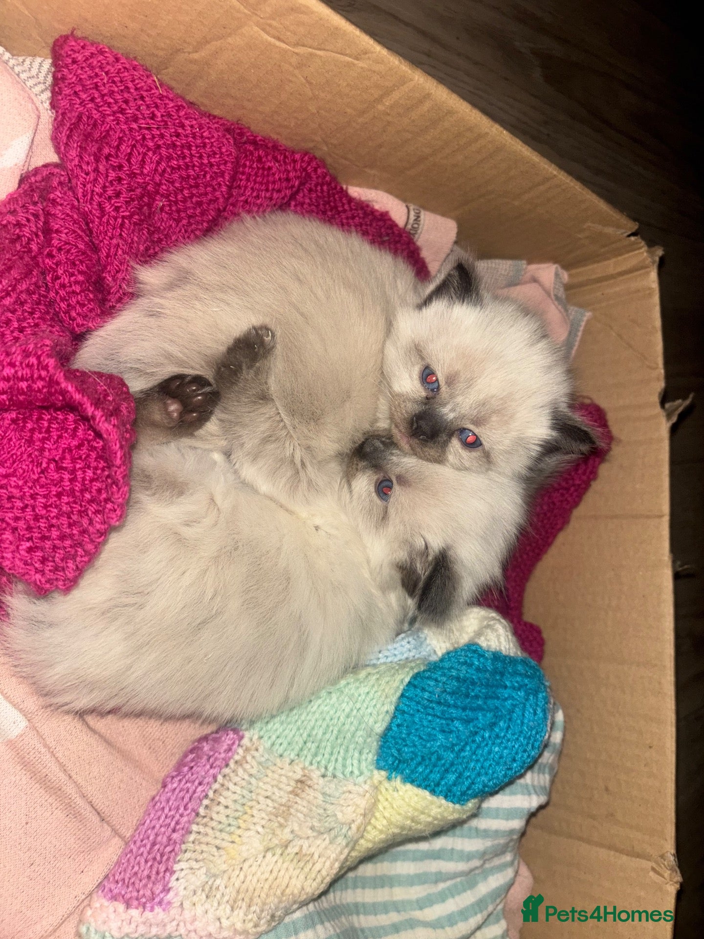 Mixed Breed cats Twin kittens - Advert 1