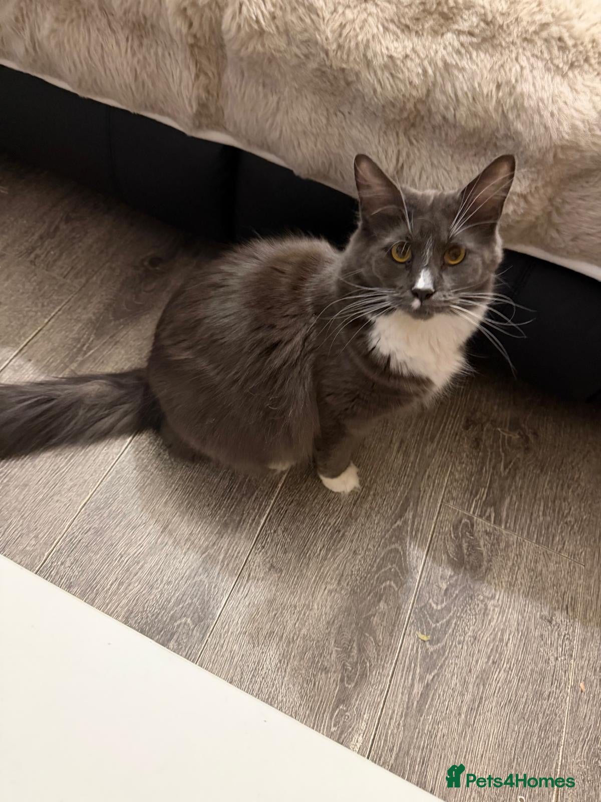 Maine Coon cats Hugh Maine coon babies  - Advert 2