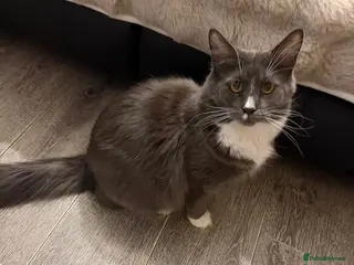 Maine Coon cats Hugh Maine coon babies - Advert 1