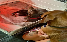 Dachshund dogs for sale: Two beautiful girl dachshunds for sale  - Image 6