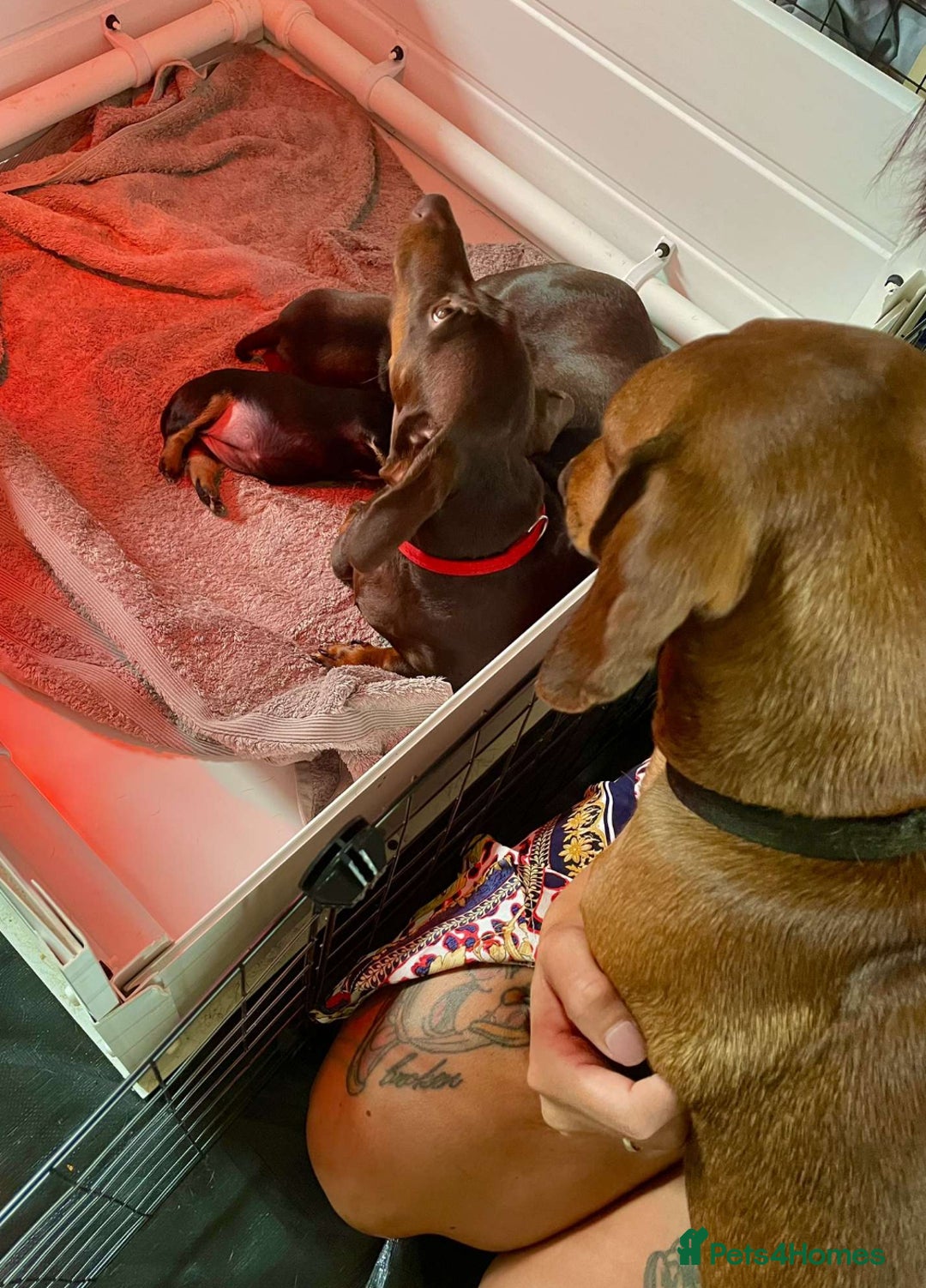 Dachshund dogs for sale: Two beautiful girl dachshunds for sale  - Image 6