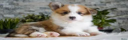 Welsh Corgi Pembroke dogs for sale: KC registered Welsh Corgi Pembroke - Advert 9