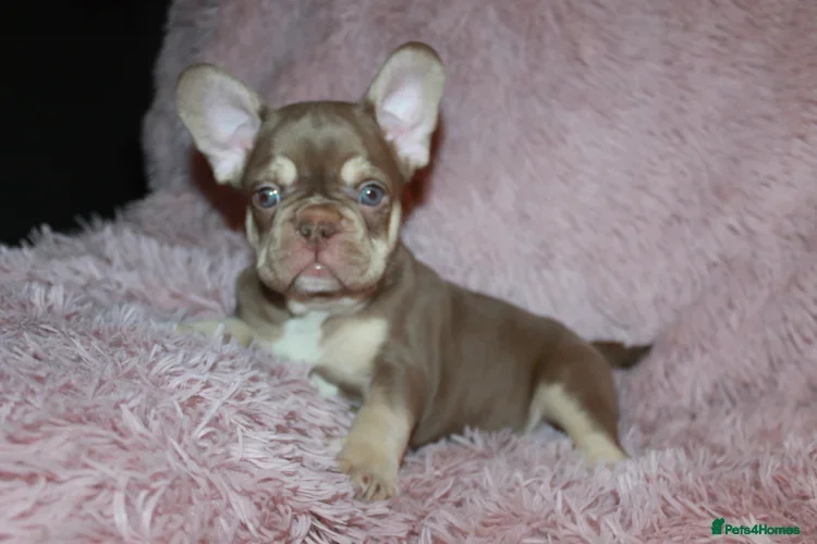 French Bulldog dogs ULTRA RARE - RAINBOW LITTER NON FLUFFY FRENCHIES - Advert 1