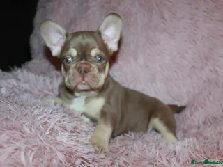 French Bulldog dogs ULTRA RARE - RAINBOW LITTER NON FLUFFY FRENCHIES - Advert 4