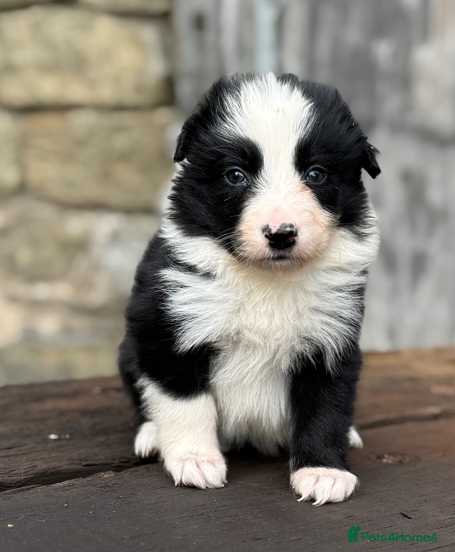 Border Collie dogs Fully health tested collie pups  - Advert 1