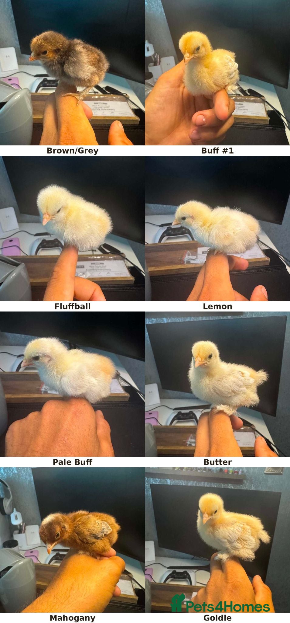 Chickens poultry Bantam chicks - Hatching 🥚  - Advert 1