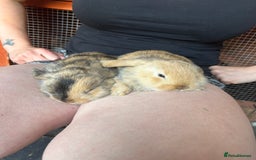 Mini Lop rabbits for sale: Gorgeous Mini lop baby rabbits - Image 6
