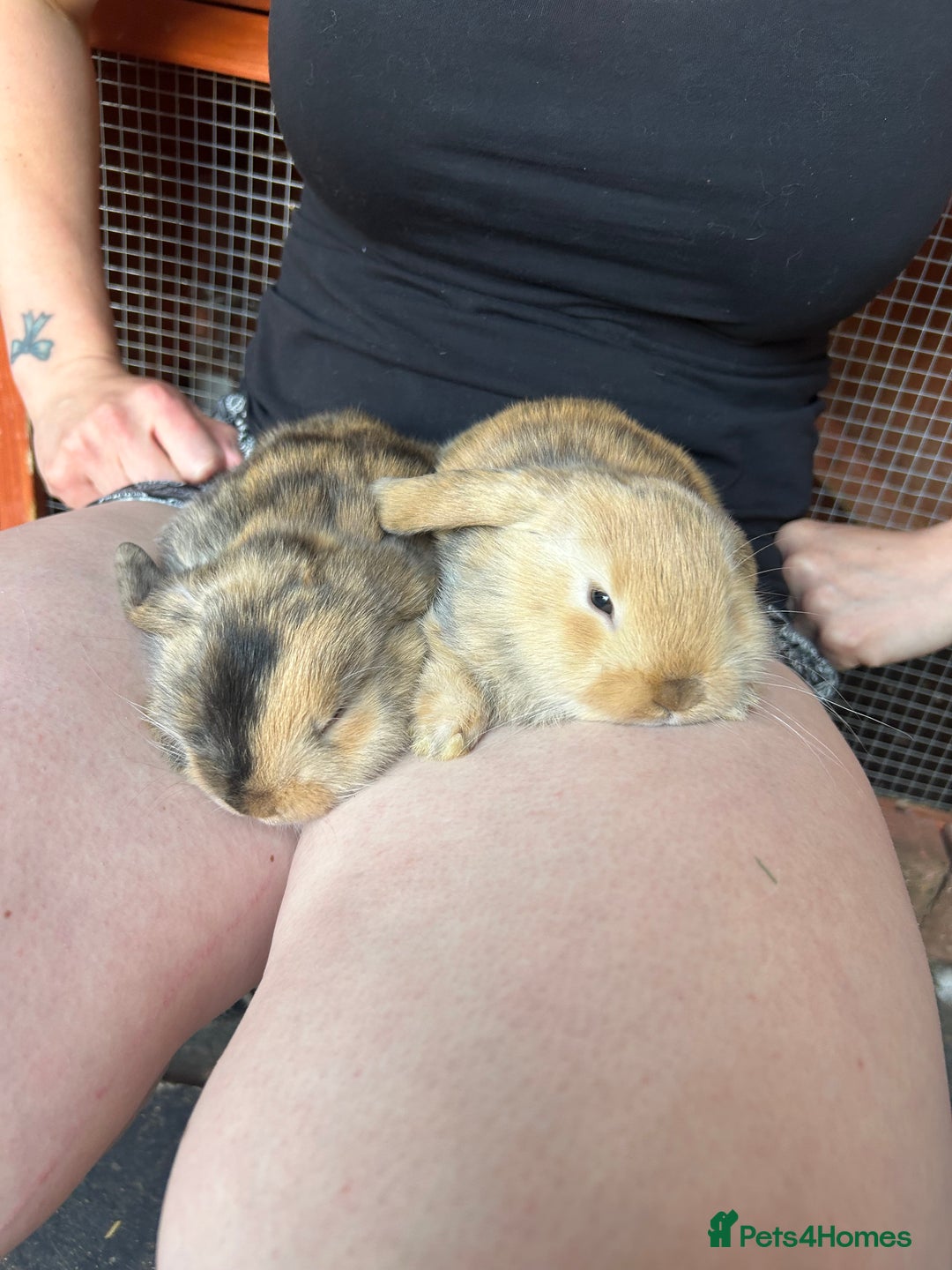 Mini Lop rabbits for sale: Gorgeous Mini lop baby rabbits - Image 6
