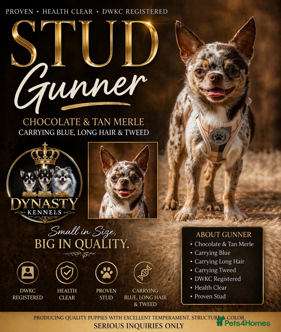 Chihuahua dogs for stud: GUNNER Merle chihuahua for STUD - Advert 1