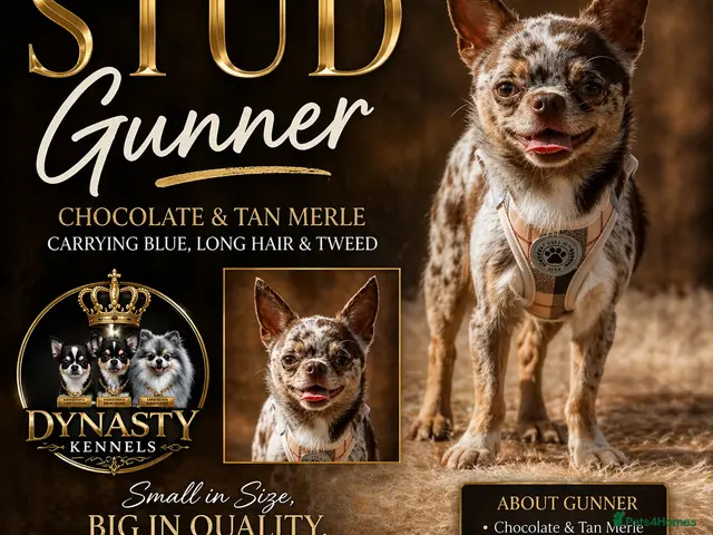 Chihuahua dogs for stud: GUNNER Merle chihuahua for STUD - Advert 1
