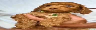 Winston