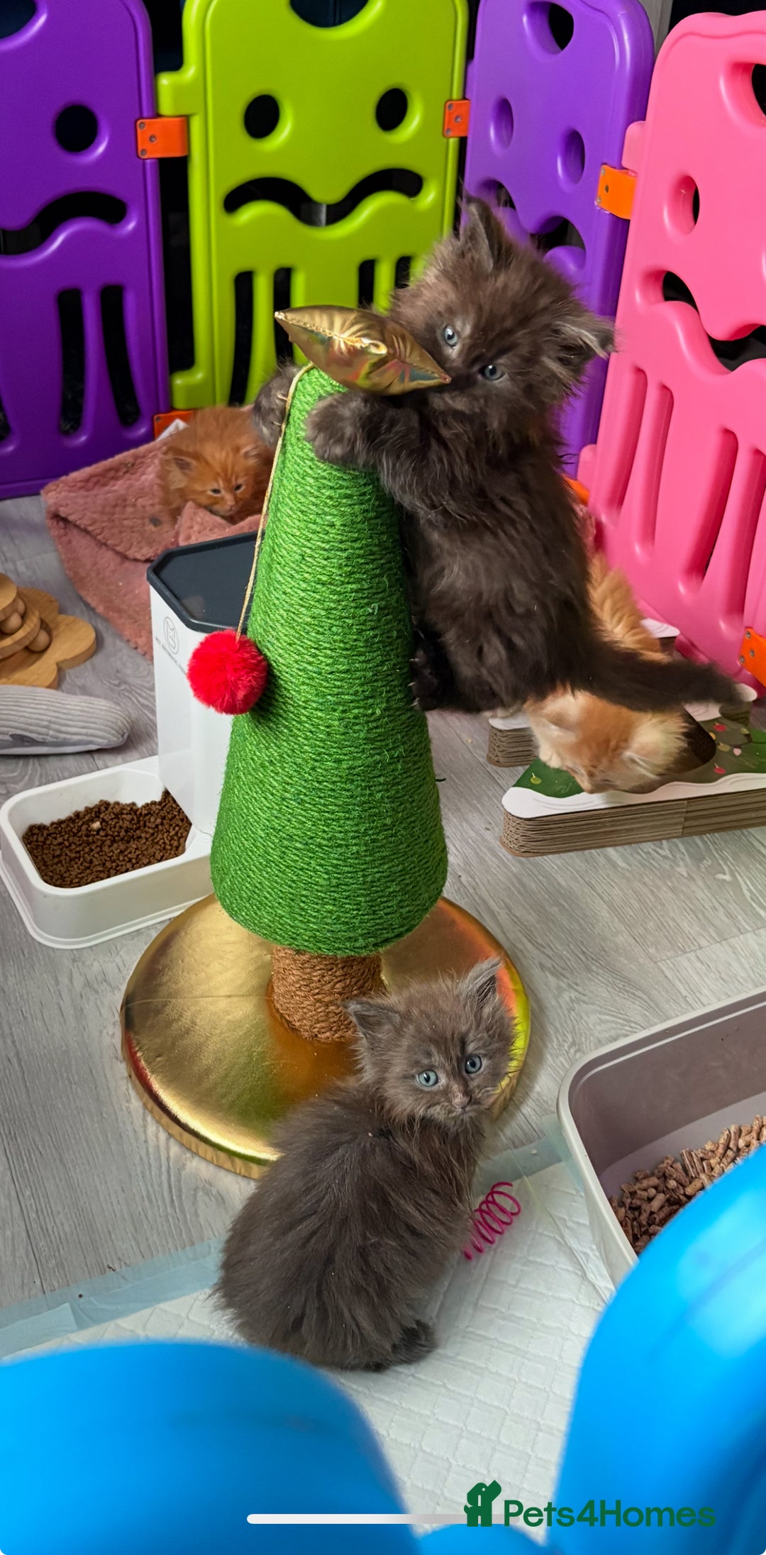 Maine Coon cats for sale: Beautiful maincoon kittens ready now  - Advert 14