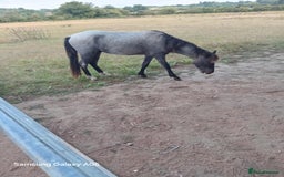 Arabian horse horses for sale: 2 yr old blue roan colt. Arab x welsh. Quick sale - Image 2