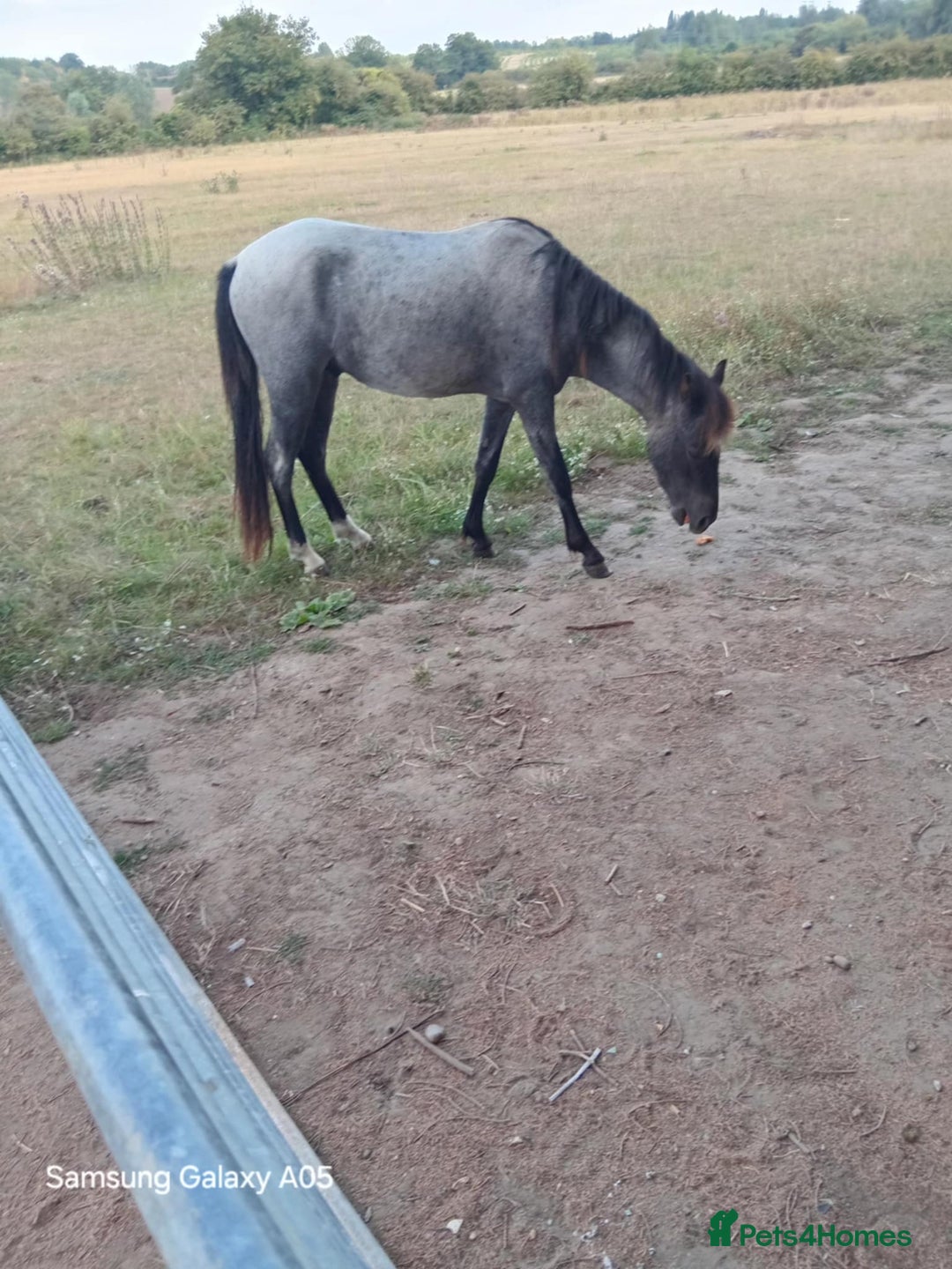 Arabian horse horses for sale: 2 yr old blue roan colt. Arab x welsh. Quick sale - Image 2