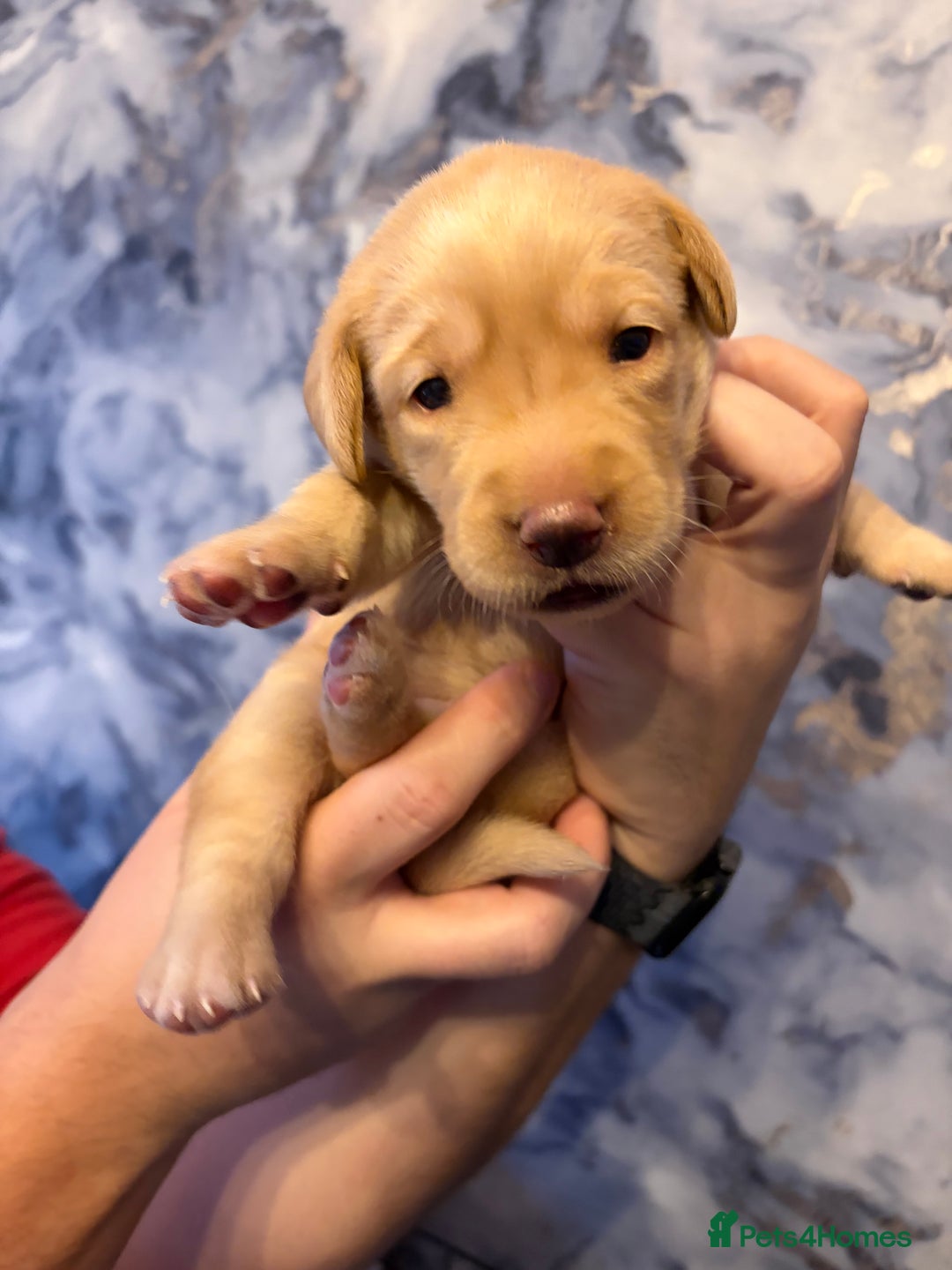 Labrador Retriever dogs for sale: KC Chunky Labrador Puppies - Advert 8