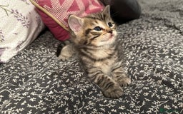 Mixed Breed cats for sale: Social loving ragdoll cross fluffy black blue eyes - Image 6