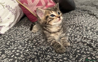 Mixed Breed cats - Advert 2