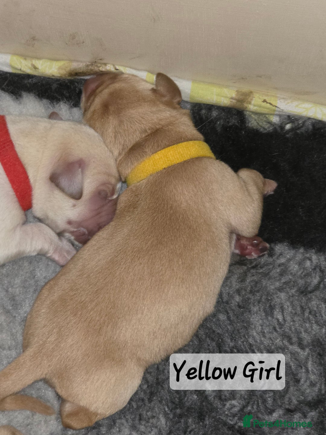 Labrador Retriever dogs for sale: Gorgeous Labrador puppies - Advert 14