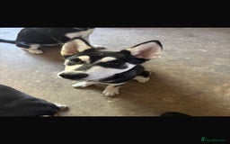 Mixed Breed dogs for sale: Luna, Siberian husky  - Image 3