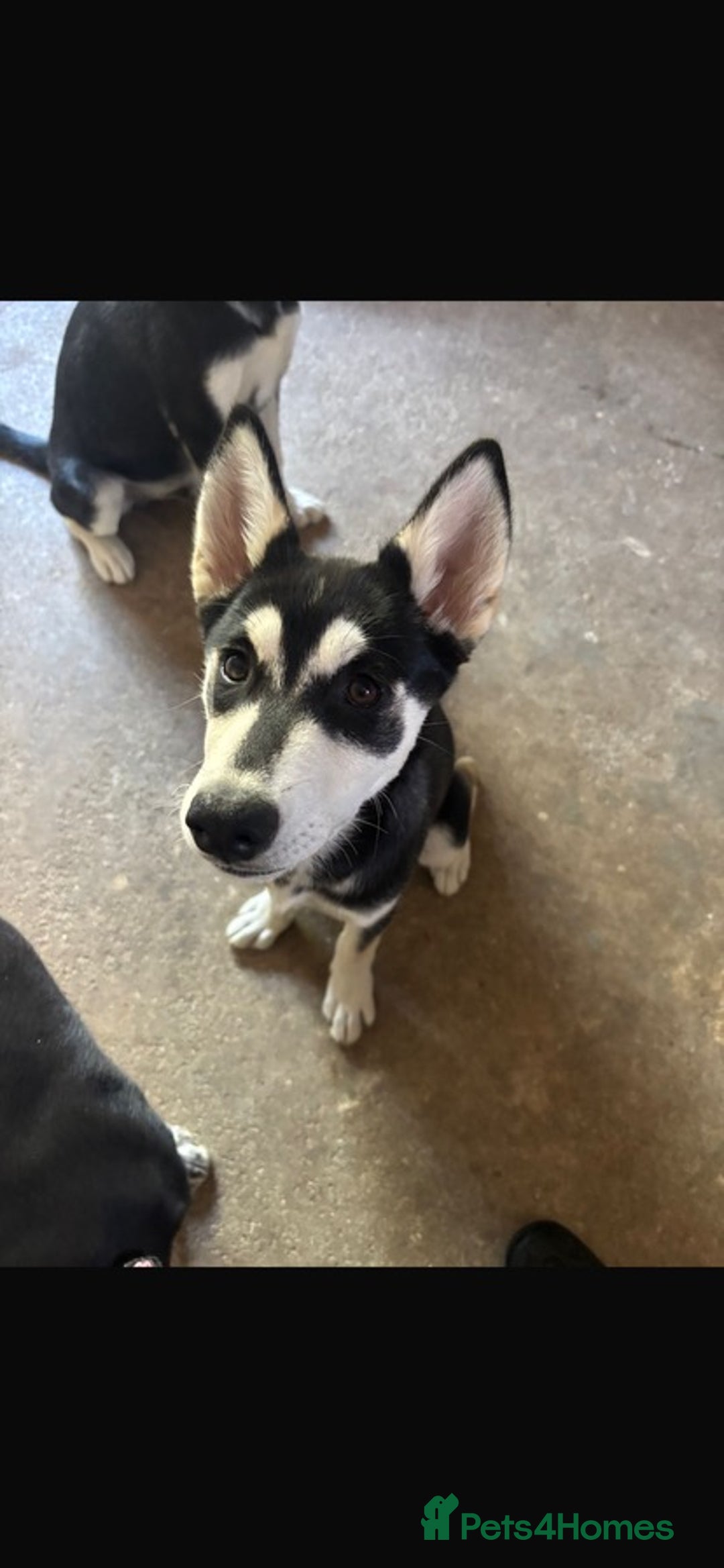 Mixed Breed dogs for sale: Luna, Siberian husky  - Image 3