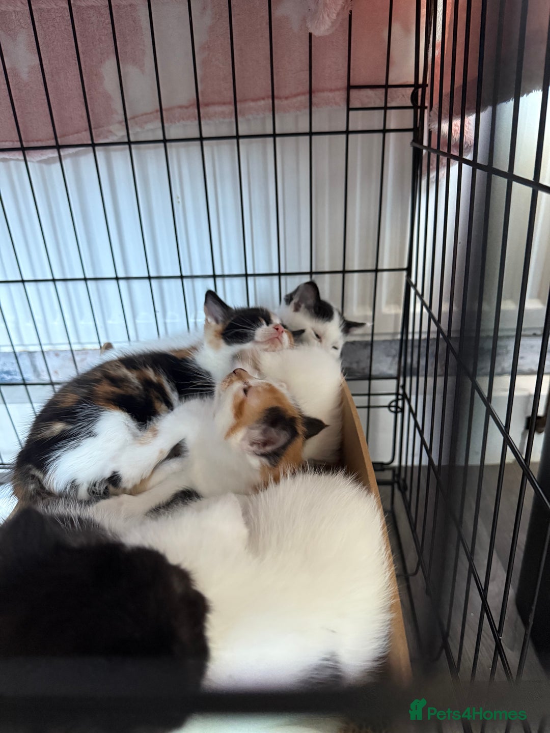 British Shorthair cats for sale: 4 Kittens for sale - Image 9