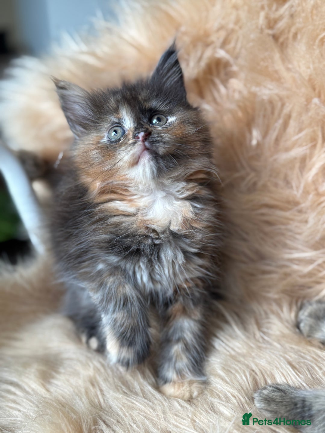 Maine Coon cats for sale: Stunning Mainecoon kittens ready now!!!! - Image 11