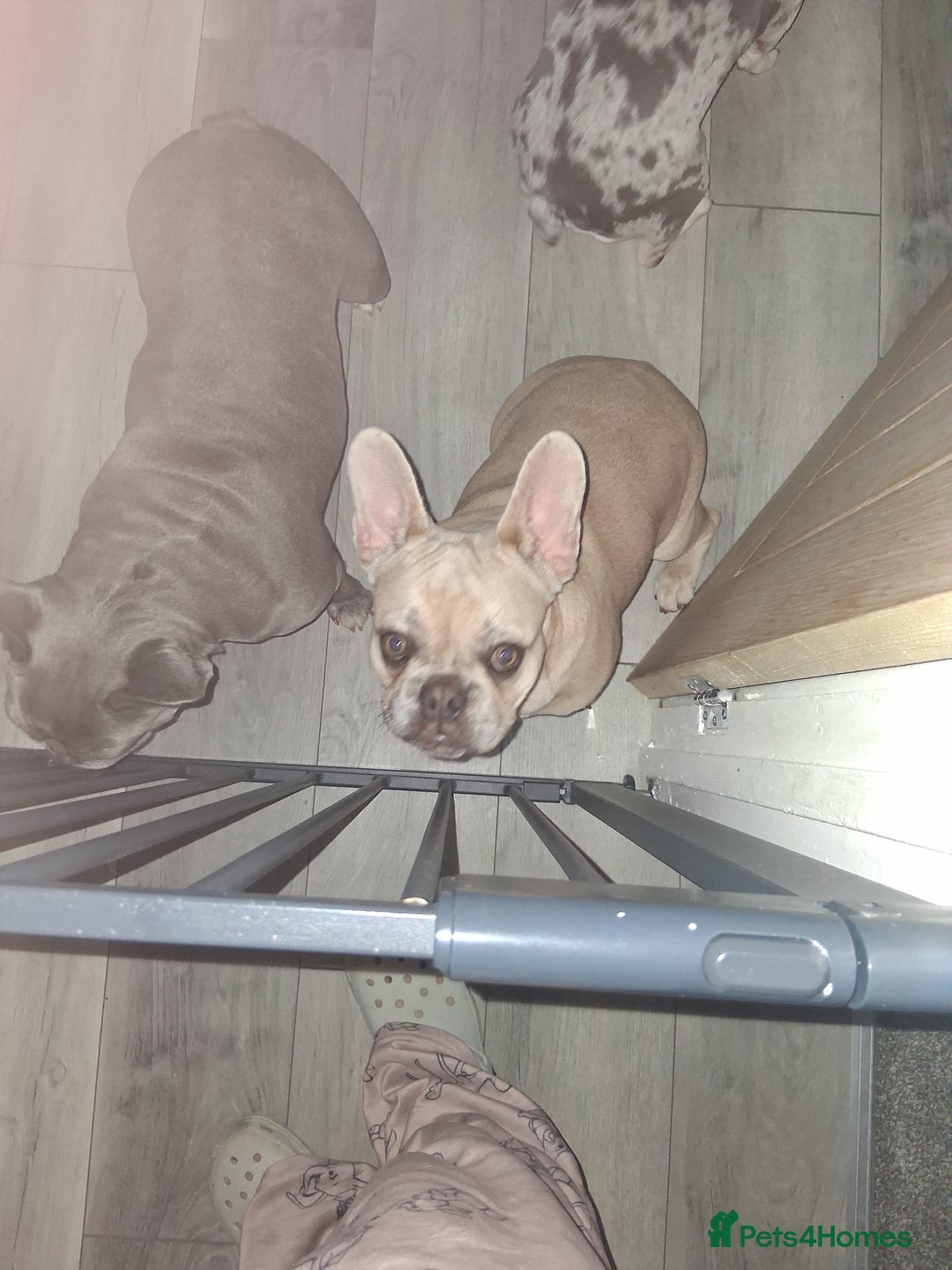 French Bulldog dogs for sale: Male fawn merle french bulldog  - Image 2