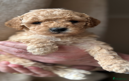 Cockapoo dogs for sale: Exceptional deep red and cream puppies  - Image 4