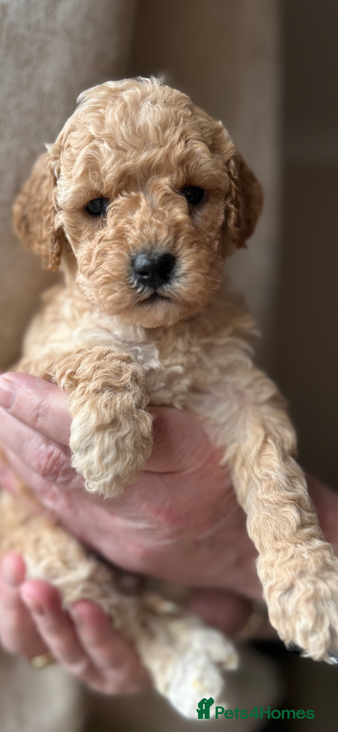 Cockapoo dogs for sale: Exceptional deep red and cream puppies  - Image 4