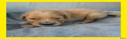 Golden Retriever dogs for sale: KC Puppies cream & gold - Advert 26