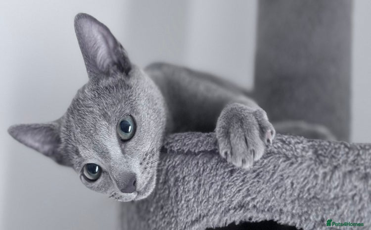 Russian Blue cats - Advert 1